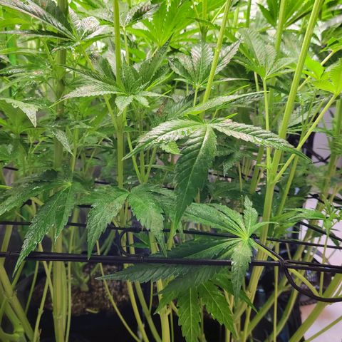 Mimosa x Orange Punch growlog timeline photo
