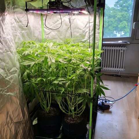 Mimosa x Orange Punch growlog timeline photo
