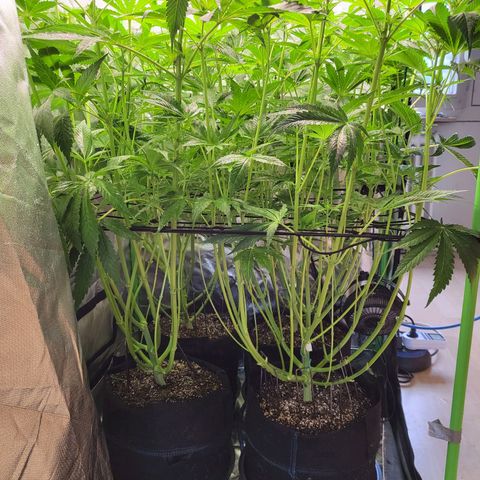 Mimosa x Orange Punch growlog timeline photo
