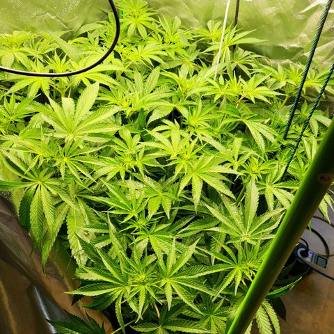 Mimosa x Orange Punch growlog timeline photo