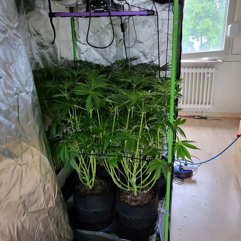Mimosa x Orange Punch growlog timeline photo