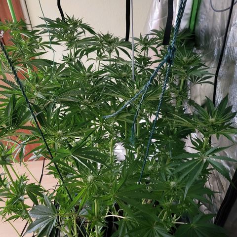 Mimosa x Orange Punch growlog timeline photo