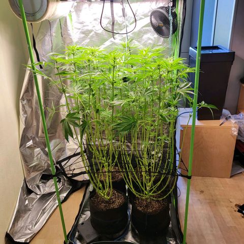 Mimosa x Orange Punch growlog timeline photo