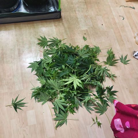 Mimosa x Orange Punch growlog timeline photo