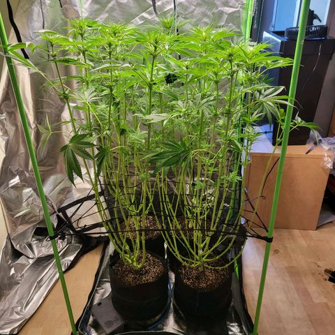 Mimosa x Orange Punch growlog timeline photo