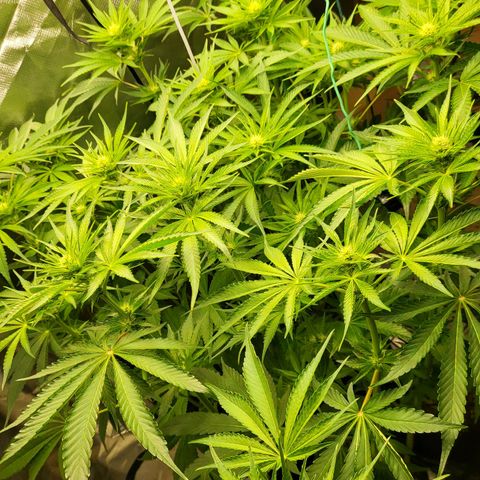 Mimosa x Orange Punch growlog timeline photo