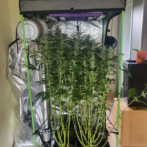 Mimosa x Orange Punch growlog timeline photo