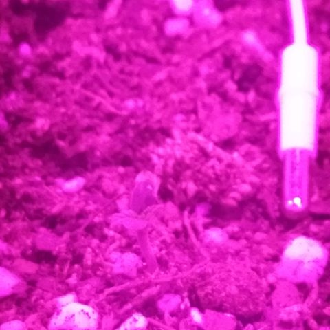 Moby dick growlog timeline photo
