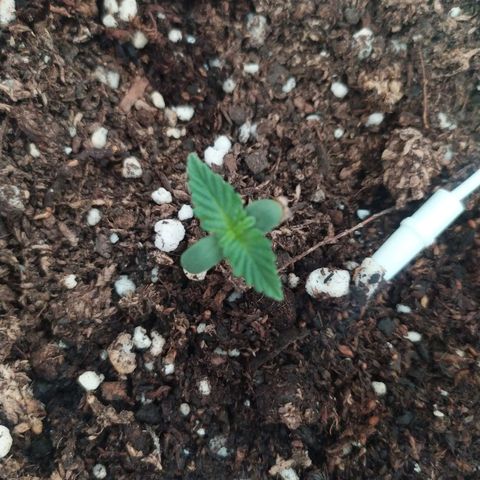 Moby dick growlog timeline photo