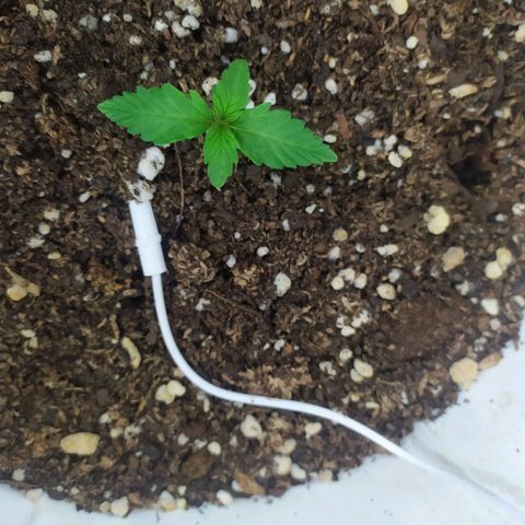 Moby dick growlog timeline photo