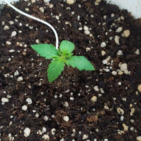 Moby dick growlog timeline photo