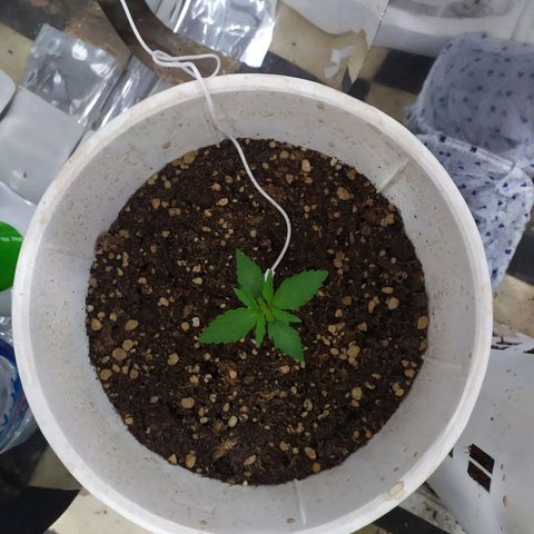Moby dick growlog timeline photo