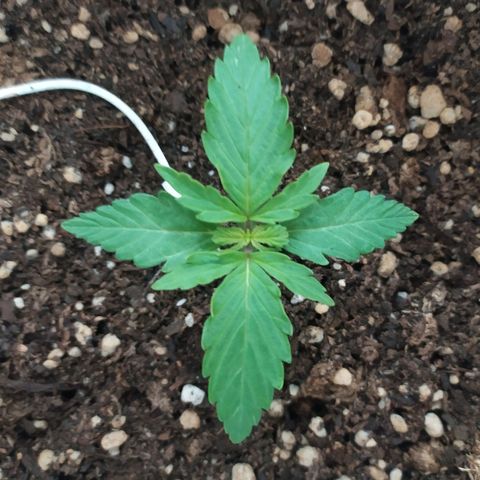 Moby dick growlog timeline photo