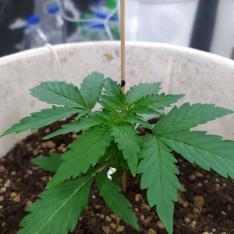 Moby dick growlog timeline photo