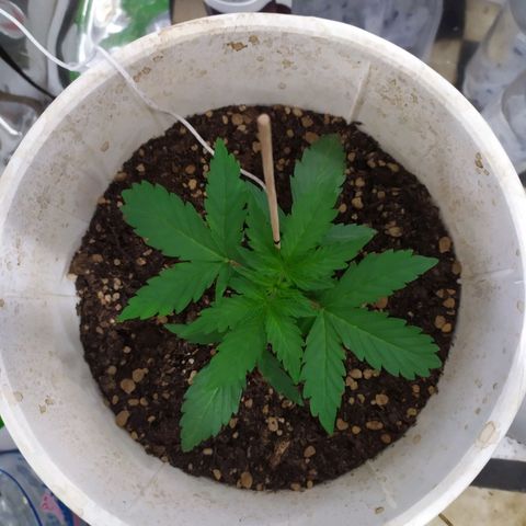 Moby dick growlog timeline photo