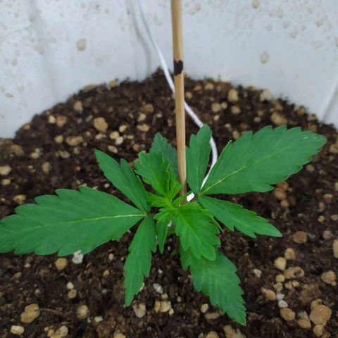 Moby dick growlog timeline photo