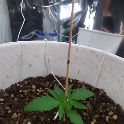 Moby dick growlog timeline photo