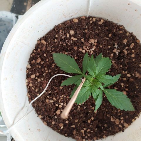 Moby dick growlog timeline photo