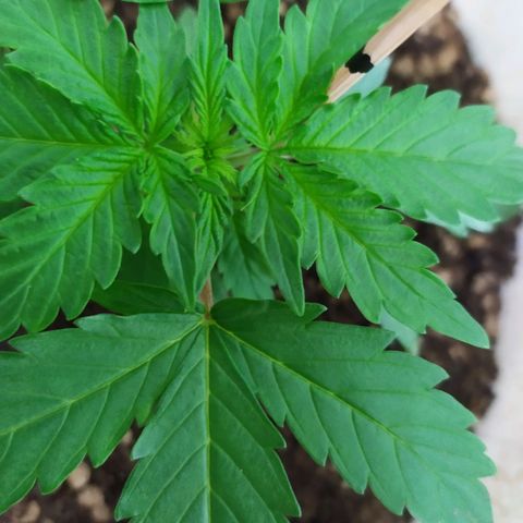 Moby dick growlog timeline photo