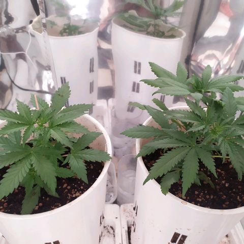 Moby dick growlog timeline photo