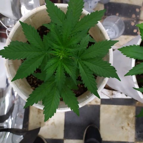 Moby dick growlog timeline photo