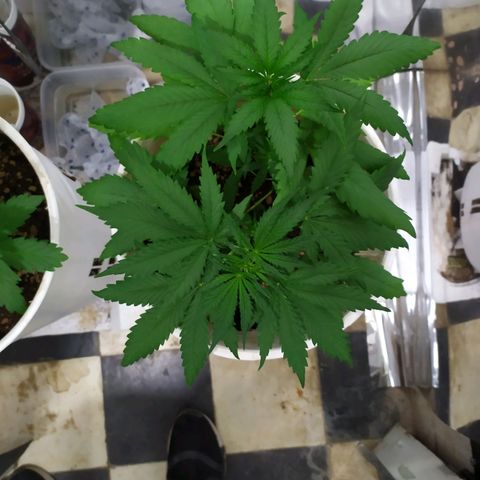 Moby dick growlog timeline photo