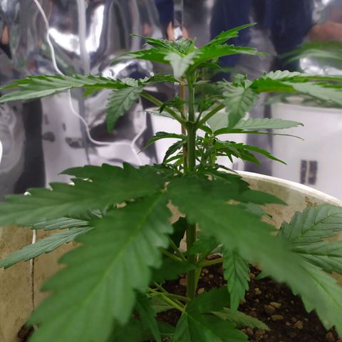 Moby dick growlog timeline photo