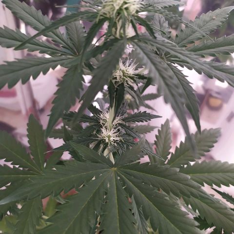 Moby dick growlog timeline photo