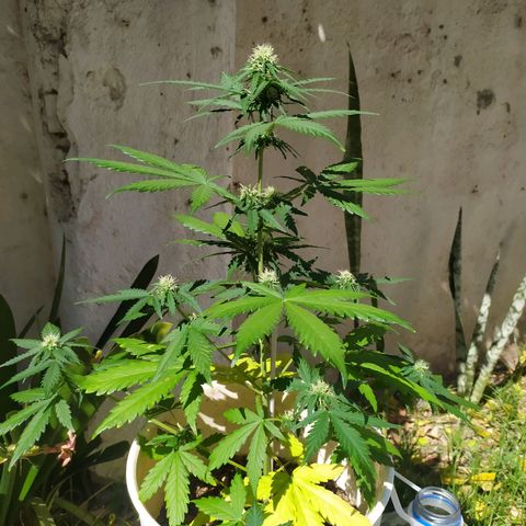 Moby dick growlog timeline photo