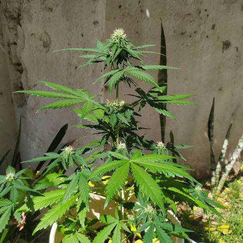 Moby dick growlog timeline photo