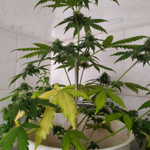 Moby dick growlog timeline photo