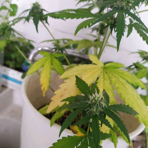 Moby dick growlog timeline photo