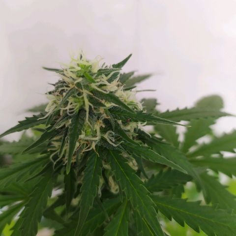 Moby dick growlog timeline photo