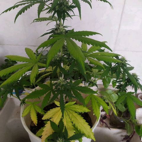 Moby dick growlog timeline photo