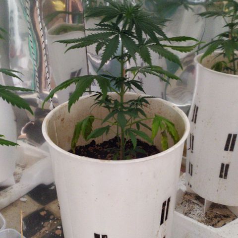 Moby dick growlog timeline photo