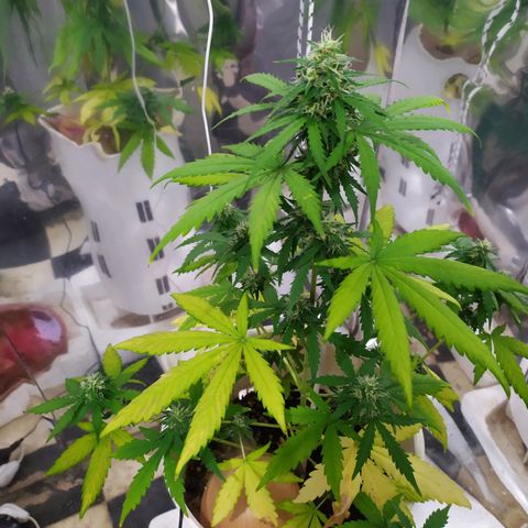 Moby dick growlog timeline photo