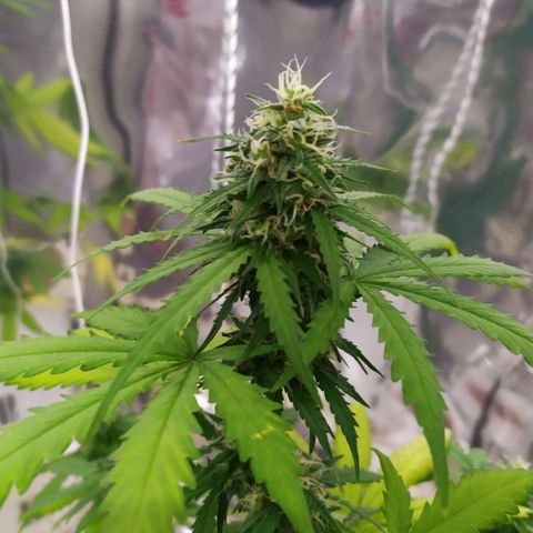 Moby dick growlog timeline photo