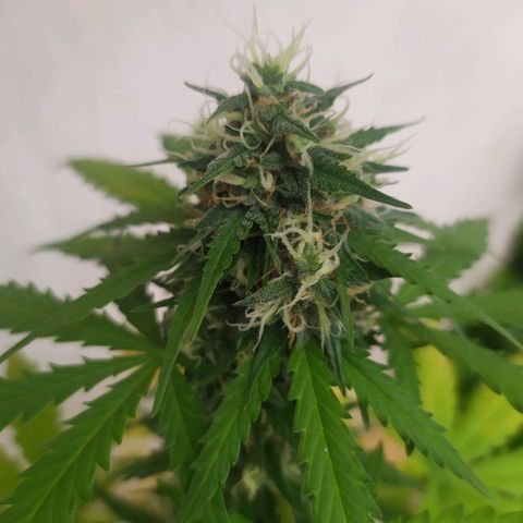Moby dick growlog timeline photo