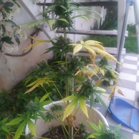 Moby dick growlog timeline photo