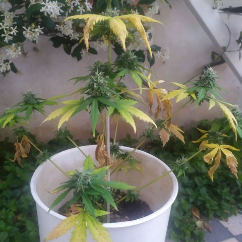 Moby dick growlog timeline photo