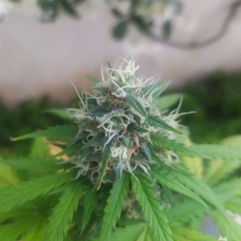 Moby dick growlog timeline photo