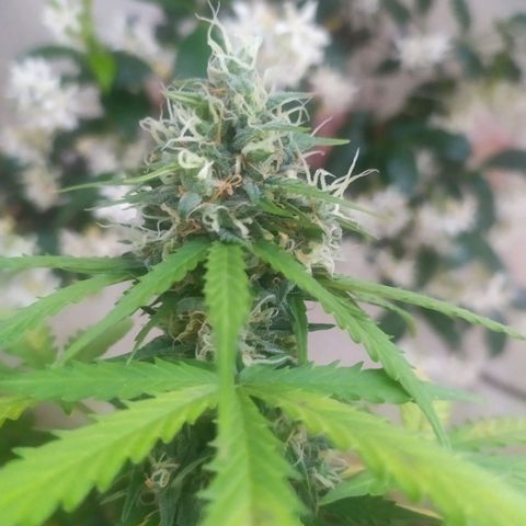Moby dick growlog timeline photo