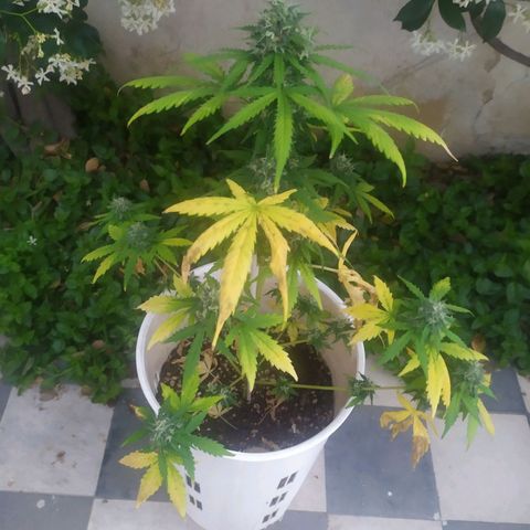 Moby dick growlog timeline photo