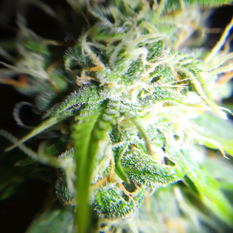 Moby dick growlog timeline photo