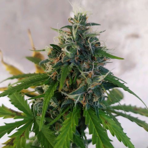 Moby dick growlog timeline photo