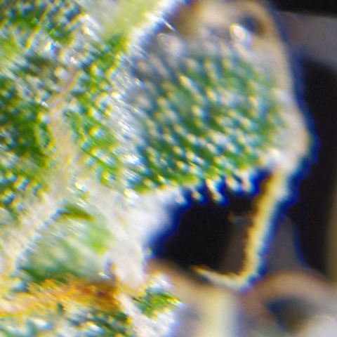 Moby dick growlog timeline photo