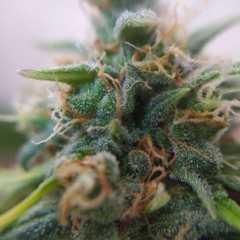 Moby dick growlog timeline photo