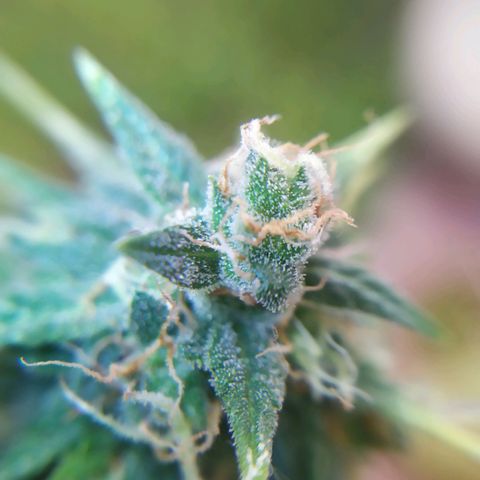 Moby dick growlog timeline photo
