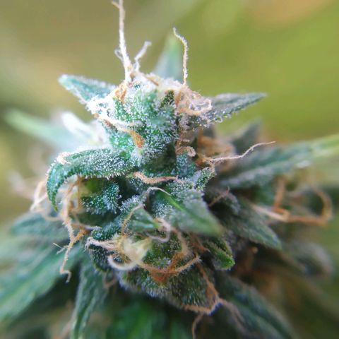 Moby dick growlog timeline photo