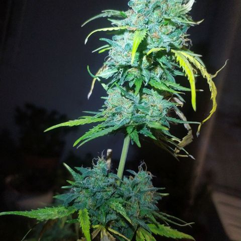 Moby dick growlog timeline photo